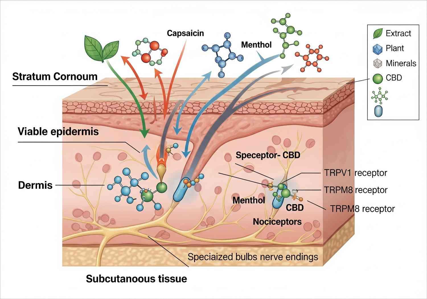 Scientific illustration of how RACYOIL™️ ingredients work at cellular level for pain relief